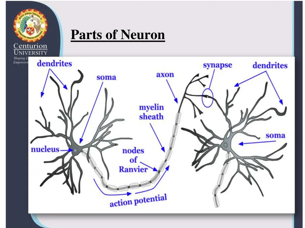 parts of neuron