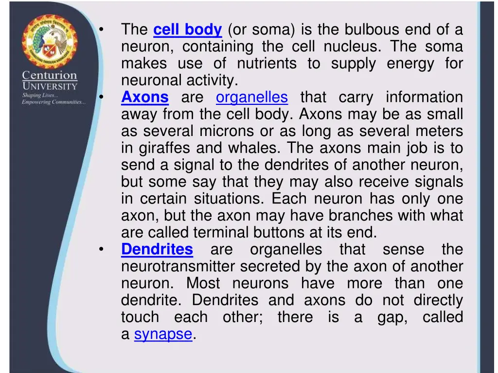 the cell body or soma is the bulbous