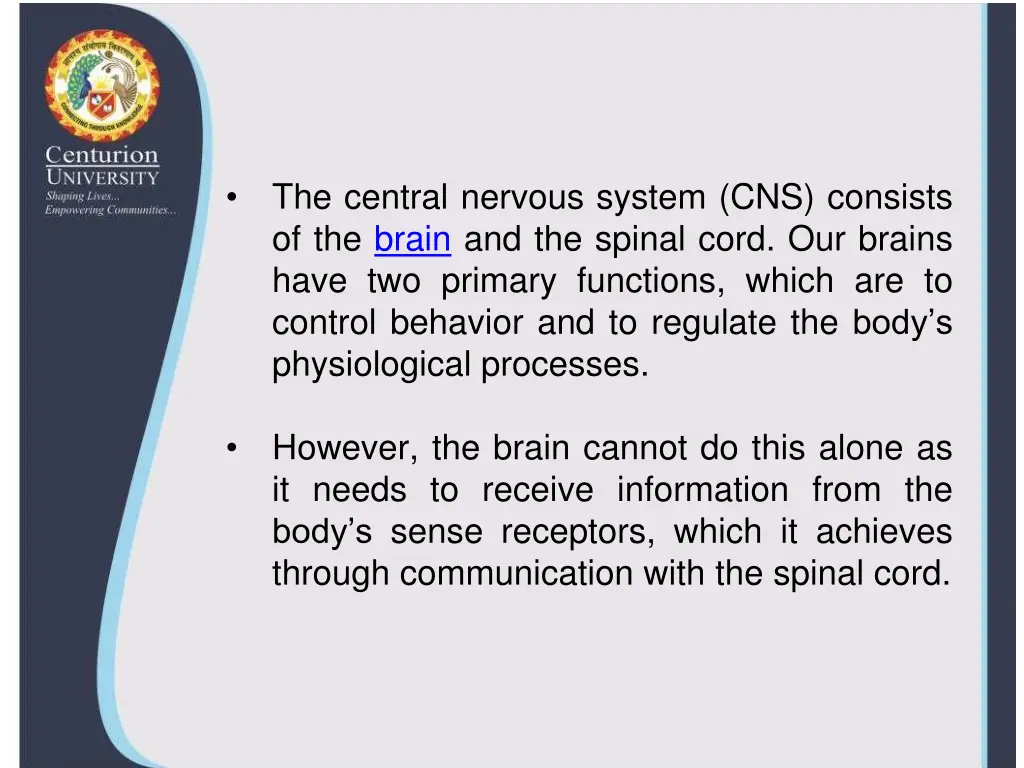 the central nervous system cns consists