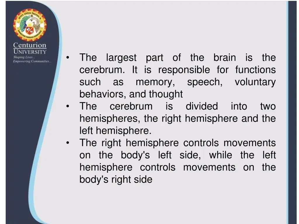 the largest part of the brain is the cerebrum