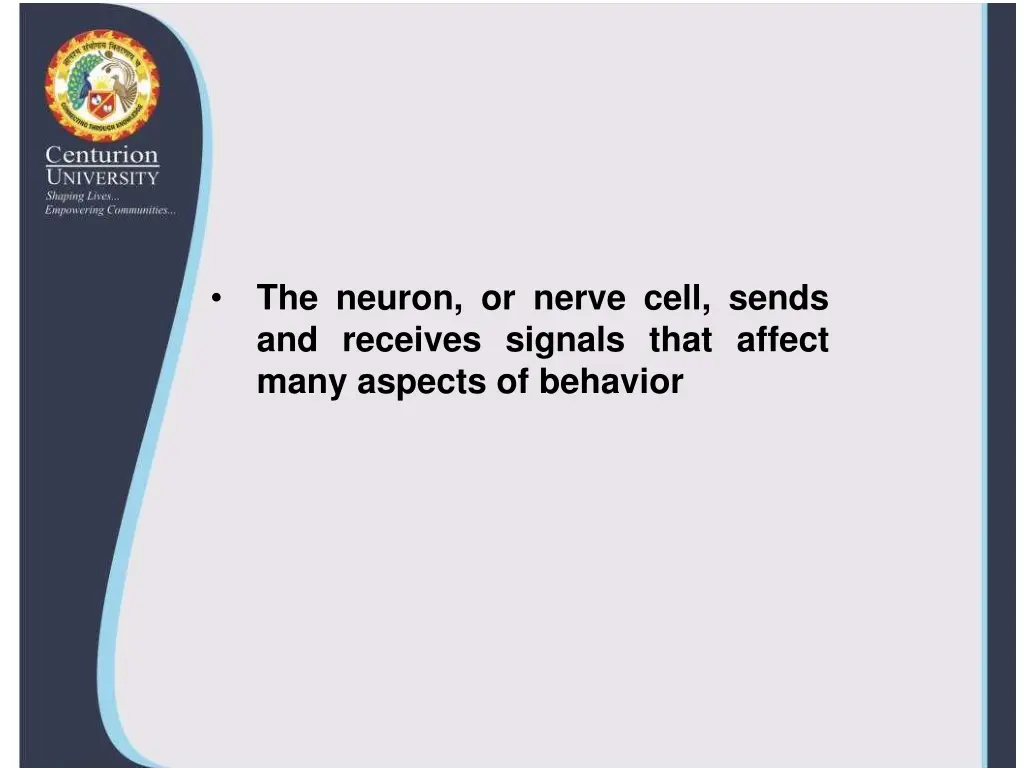 the neuron or nerve cell sends and receives