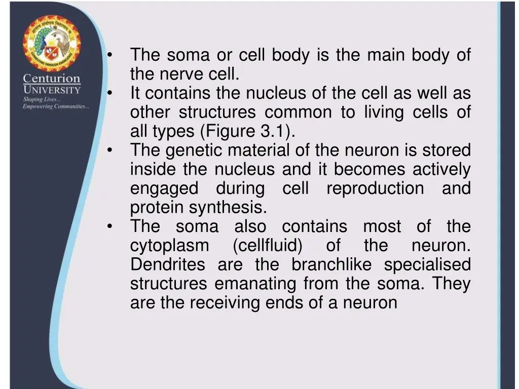 the soma or cell body is the main body