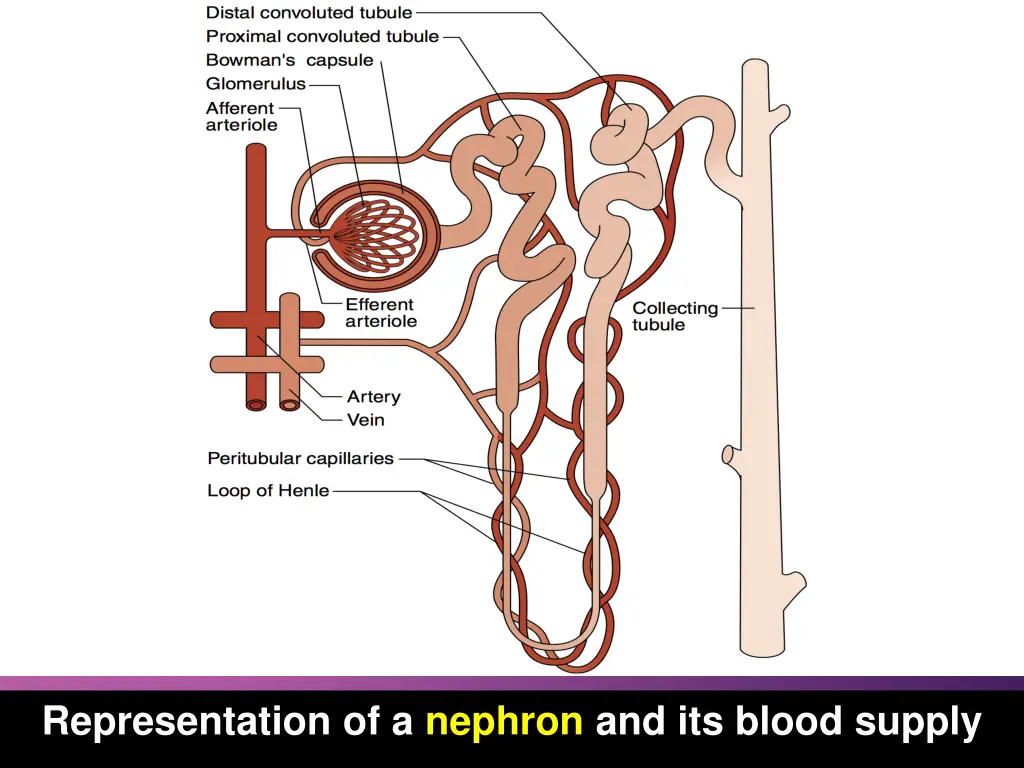 representation of a nephron and its blood supply