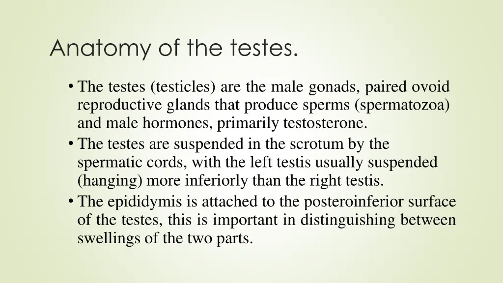anatomy of the testes