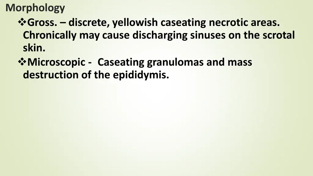 morphology gross discrete yellowish caseating