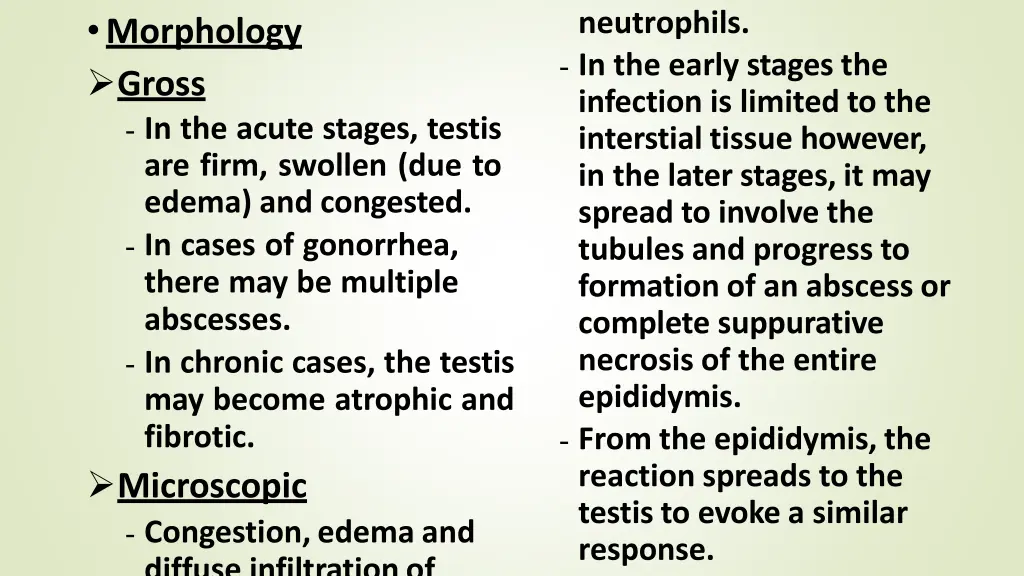 neutrophils in the early stages the infection