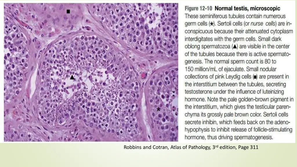 robbins and cotran atlas of pathology 1