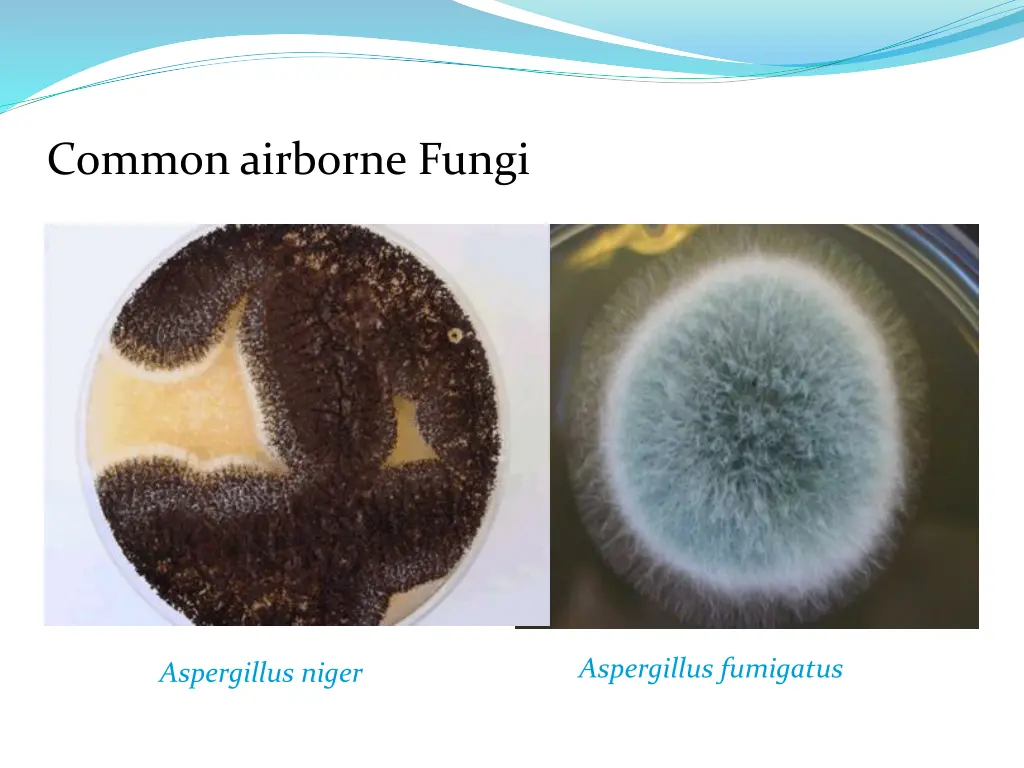 common airborne fungi