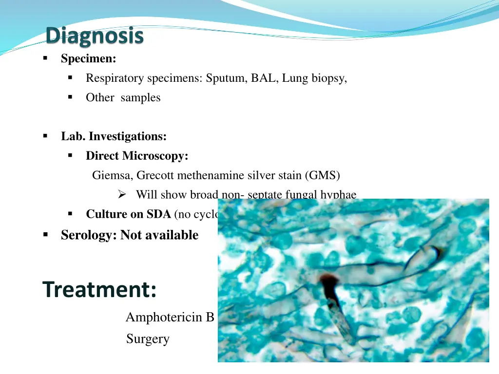 specimen respiratory specimens sputum bal lung