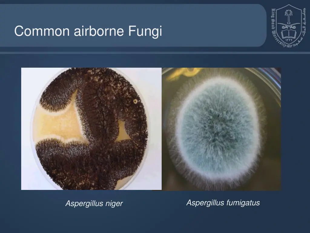 common airborne fungi