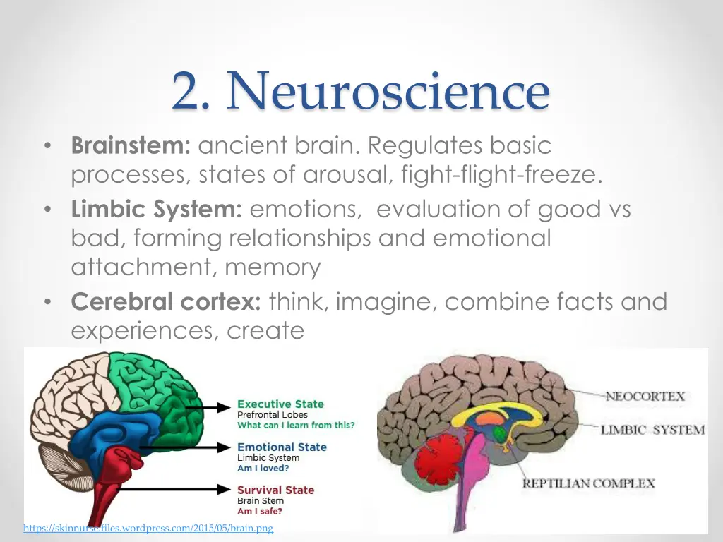 2 neuroscience brainstem ancient brain regulates