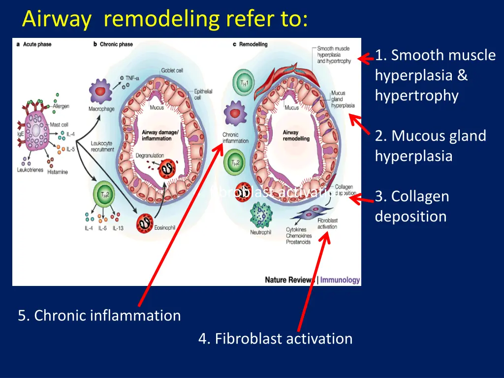 airway remodeling refer to