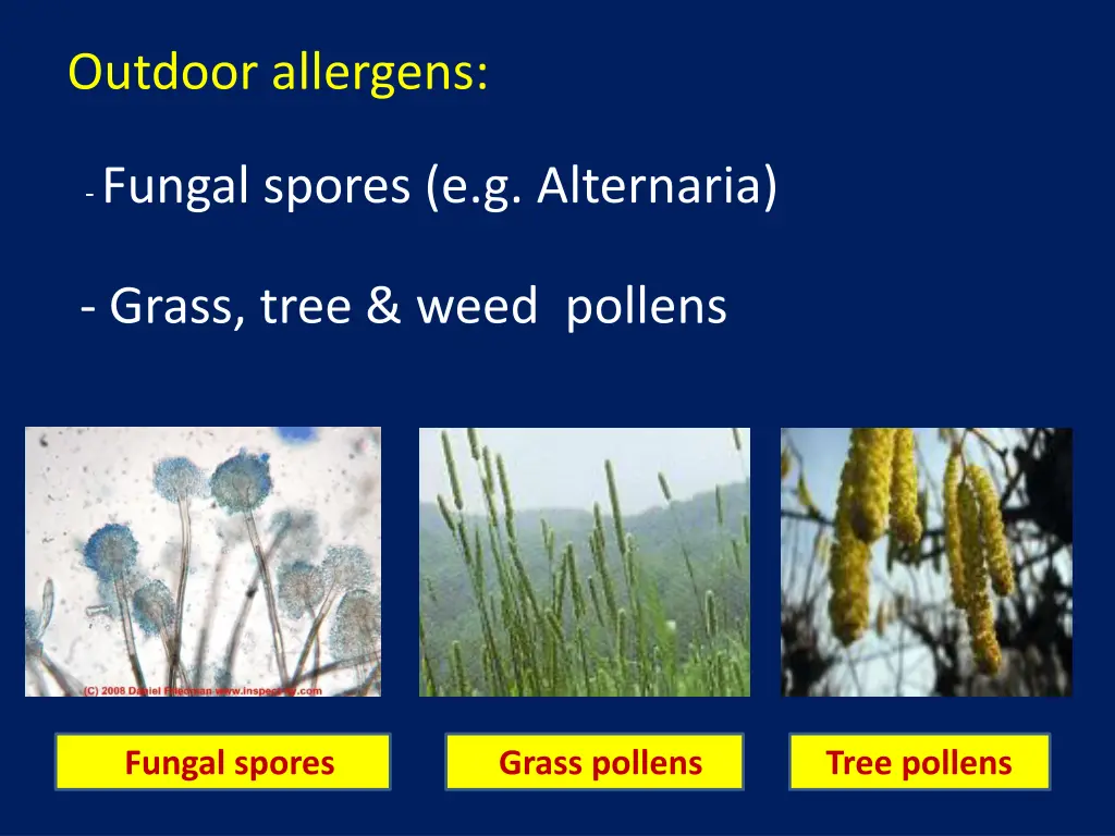 outdoor allergens