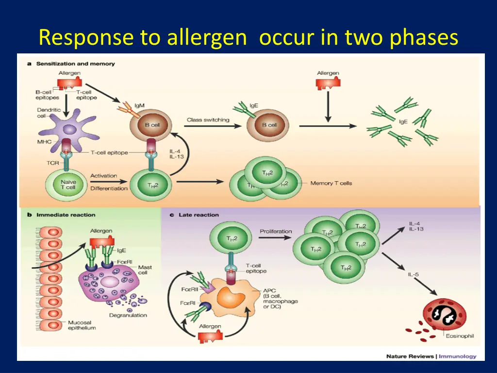 response to allergen occur in two phases