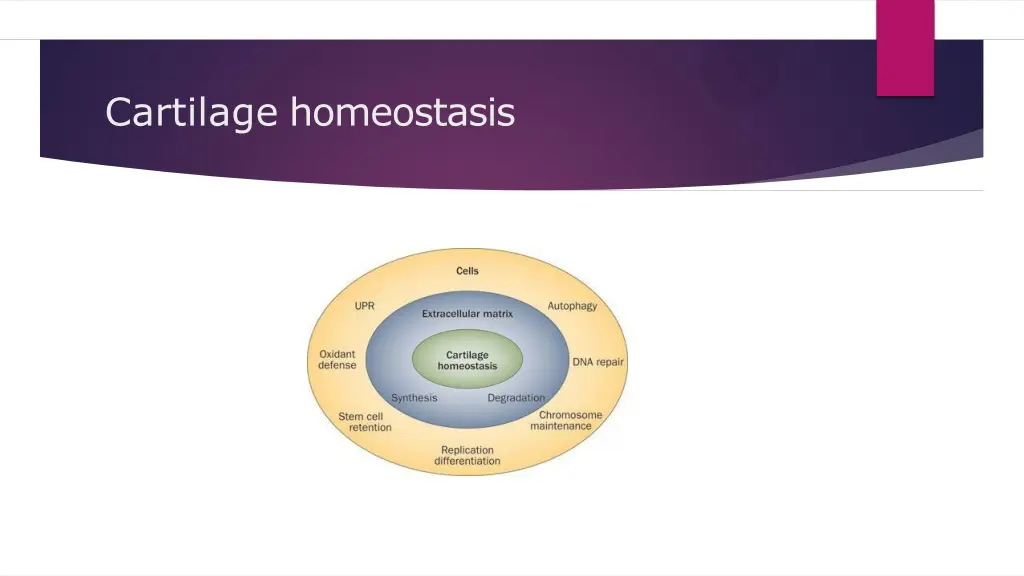 cartilage homeostasis