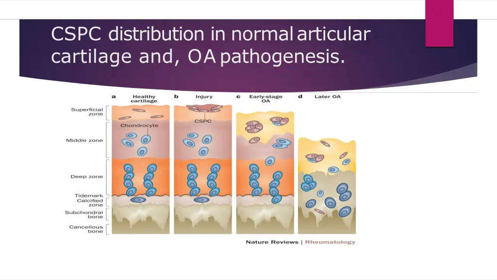 cspc distribution in normalarticular cartilage