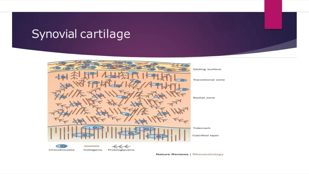 synovial cartilage 1