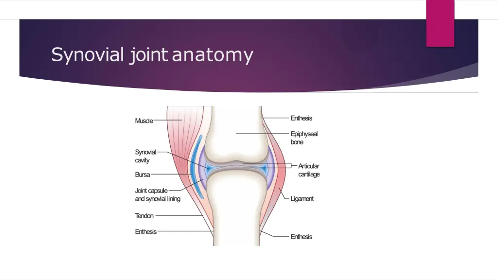 synovial jointanatomy