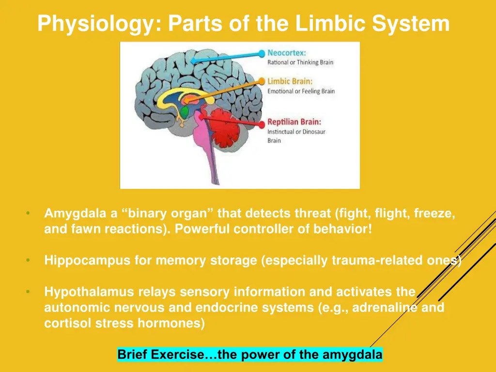 physiology parts of the limbic system