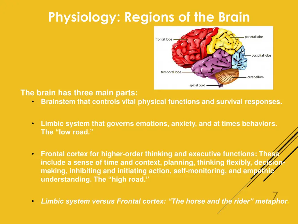 physiology regions of the brain