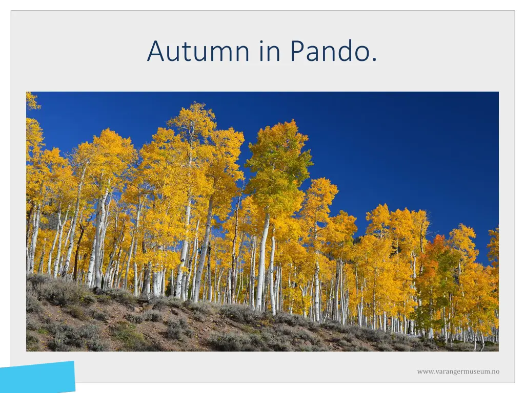 autumn in pando