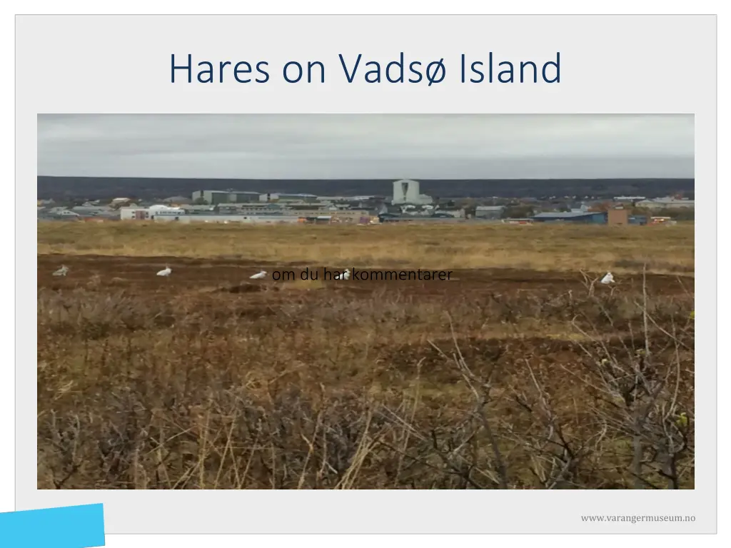 hares on vads island