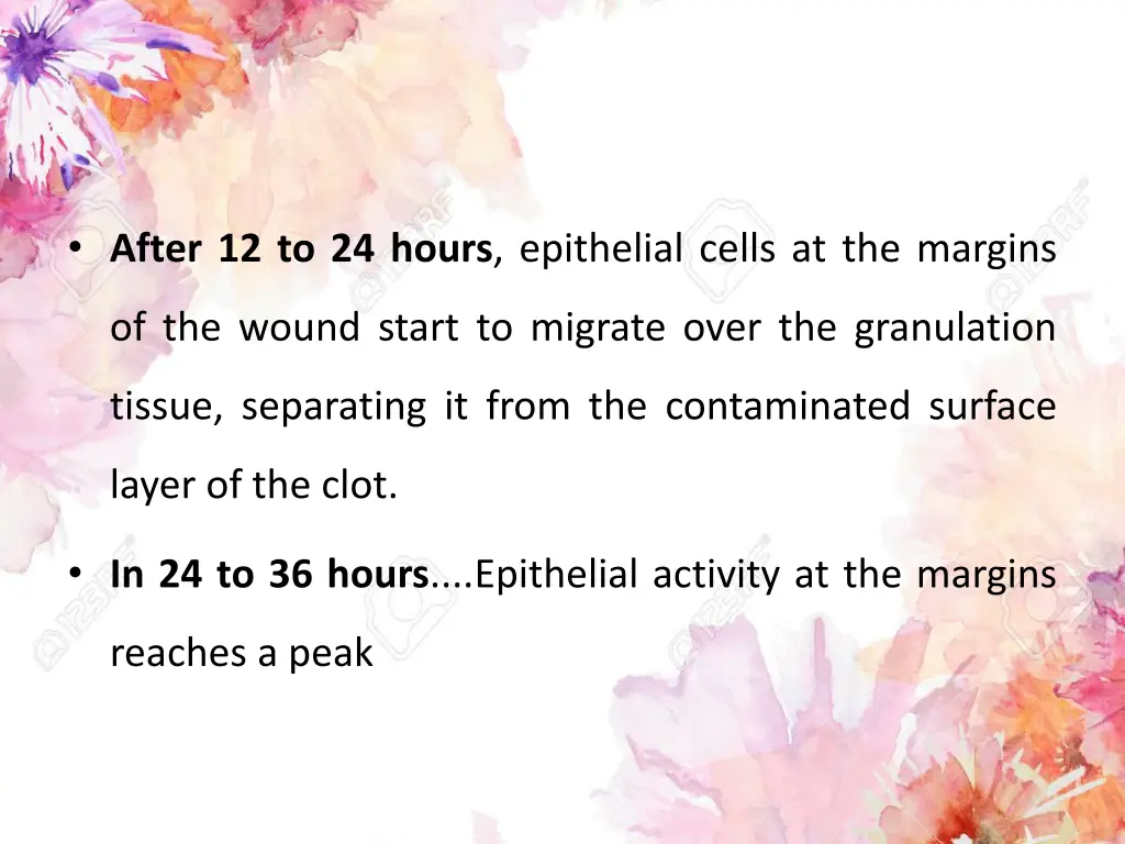 after 12 to 24 hours epithelial cells