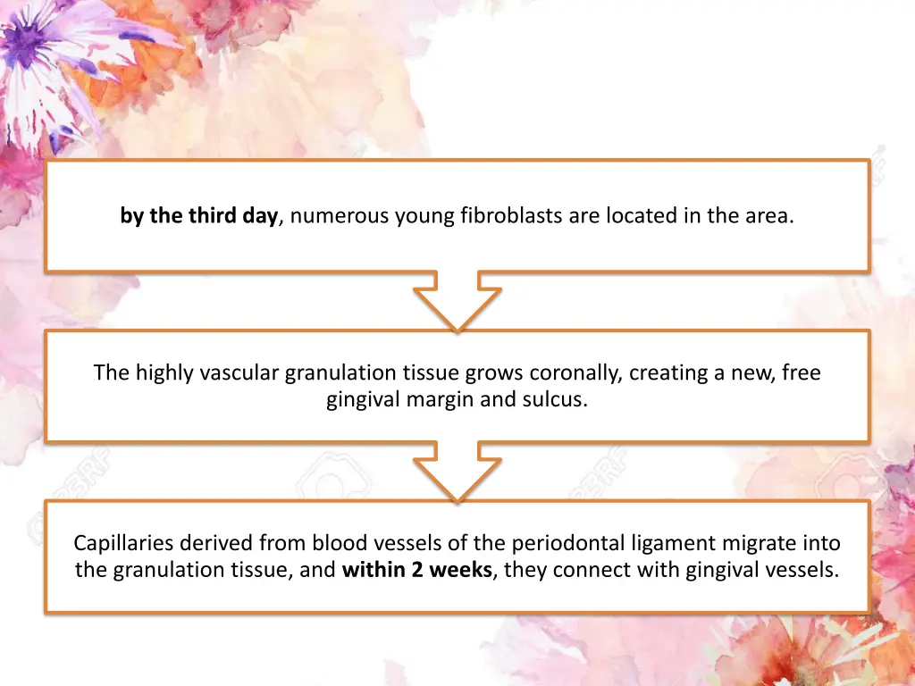 by the third day numerous young fibroblasts