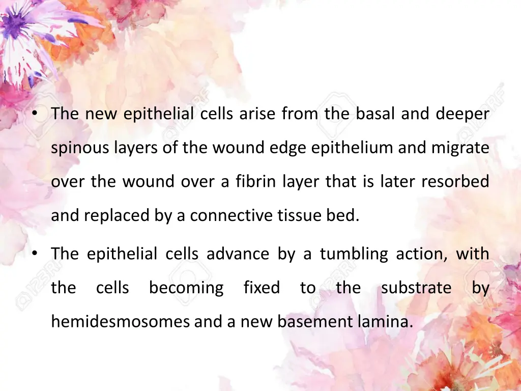 the new epithelial cells arise from the basal