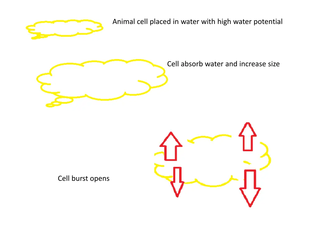 animal cell placed in water with high water