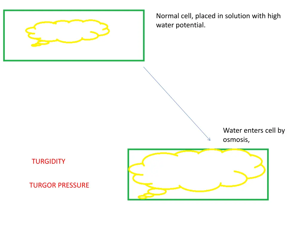 normal cell placed in solution with high water