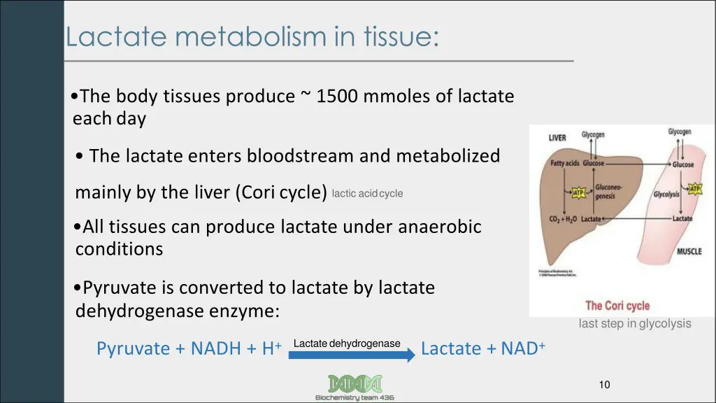 lactate metabolism in tissue