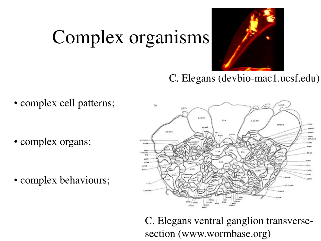complex organisms