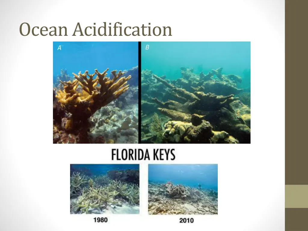 ocean acidification