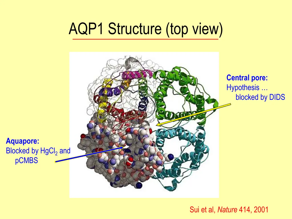 aqp1 structure top view 1