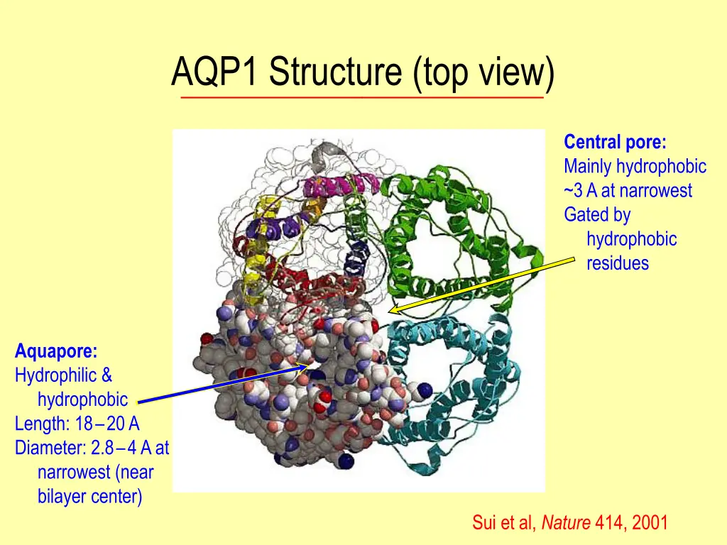 aqp1 structure top view