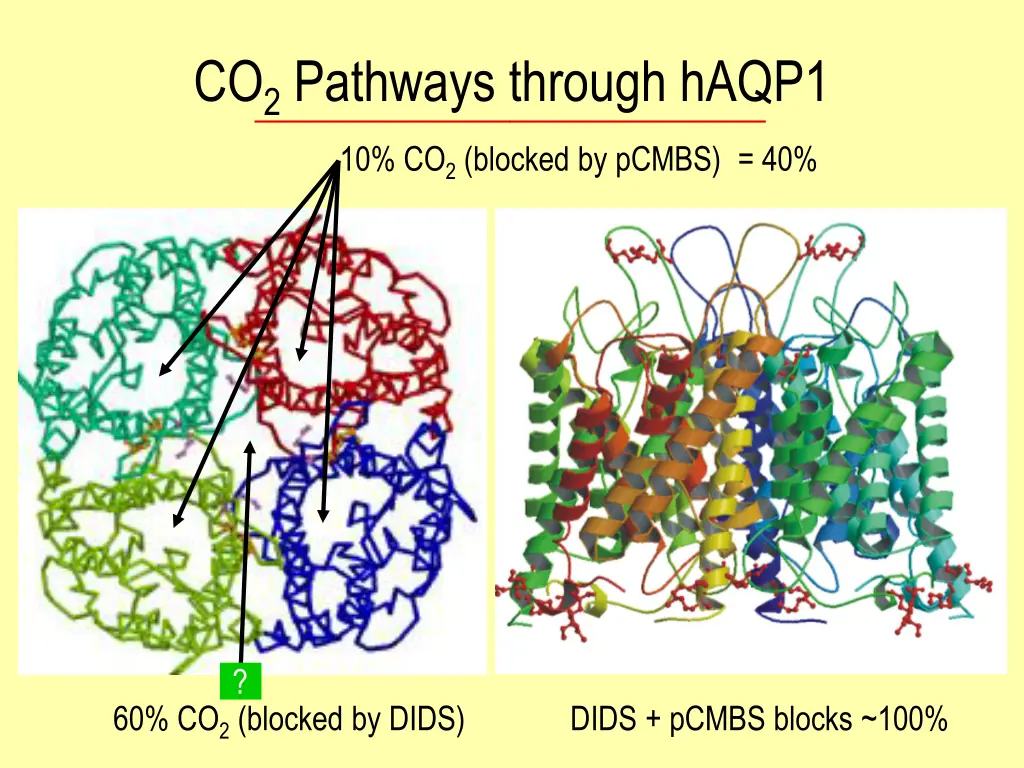 co 2 pathways through haqp1 10 co 2 blocked