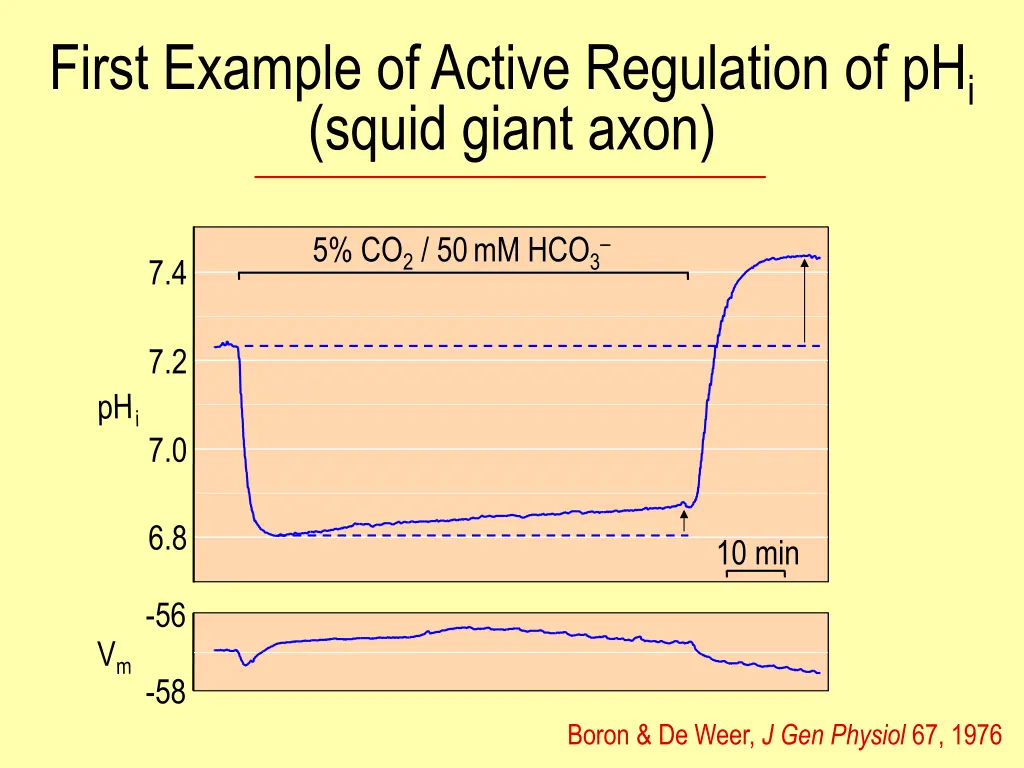 first example of active regulation of ph i