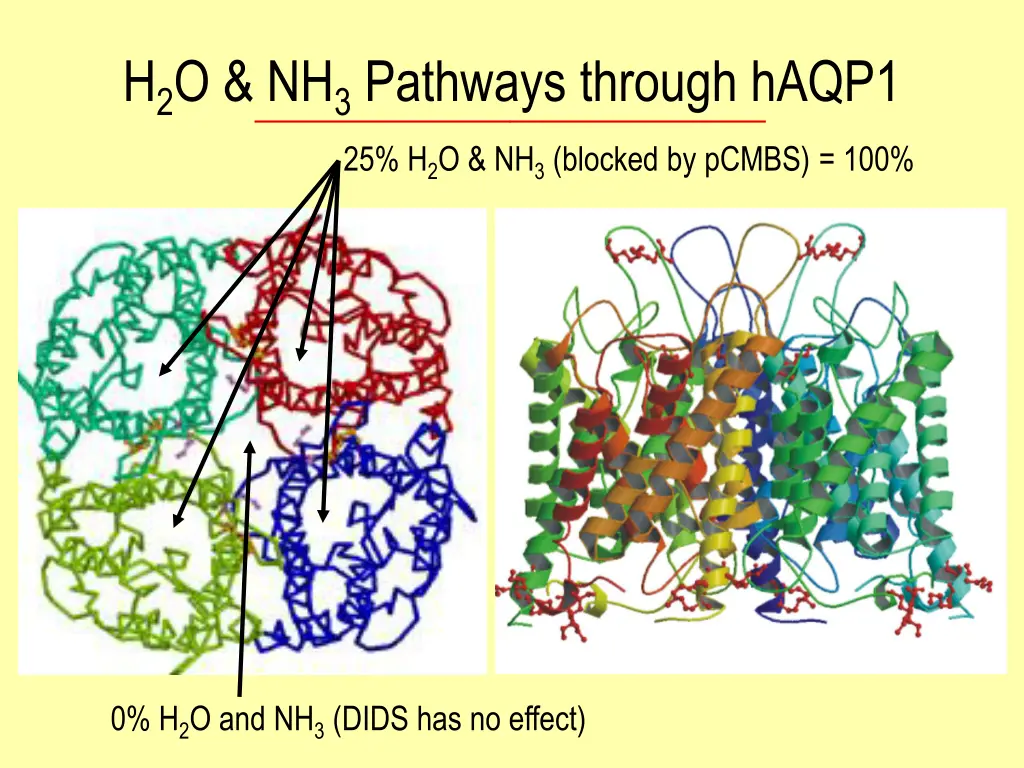 h 2 o nh 3 pathways through haqp1