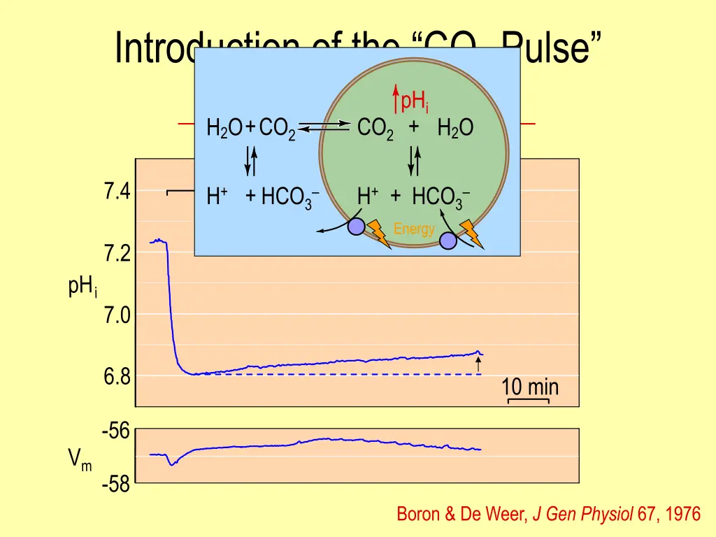 introduction of the co 2 pulse squid giant axon 1