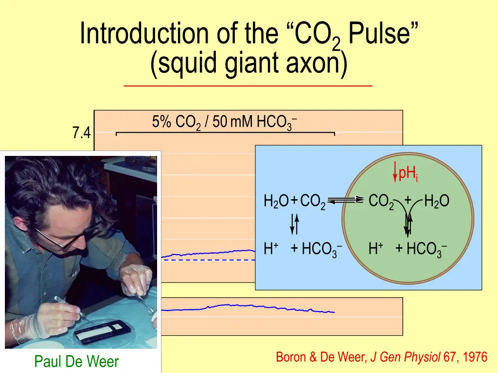 introduction of the co 2 pulse squid giant axon
