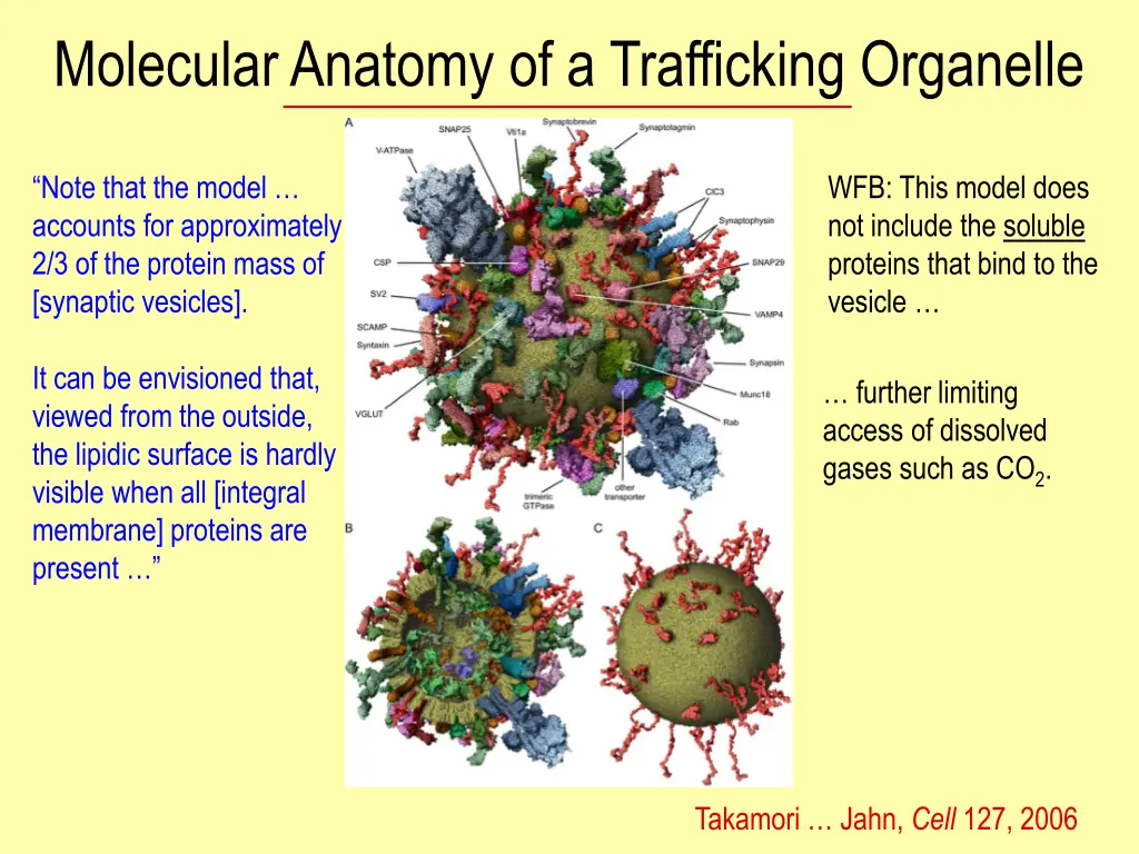 molecular anatomy of a trafficking organelle