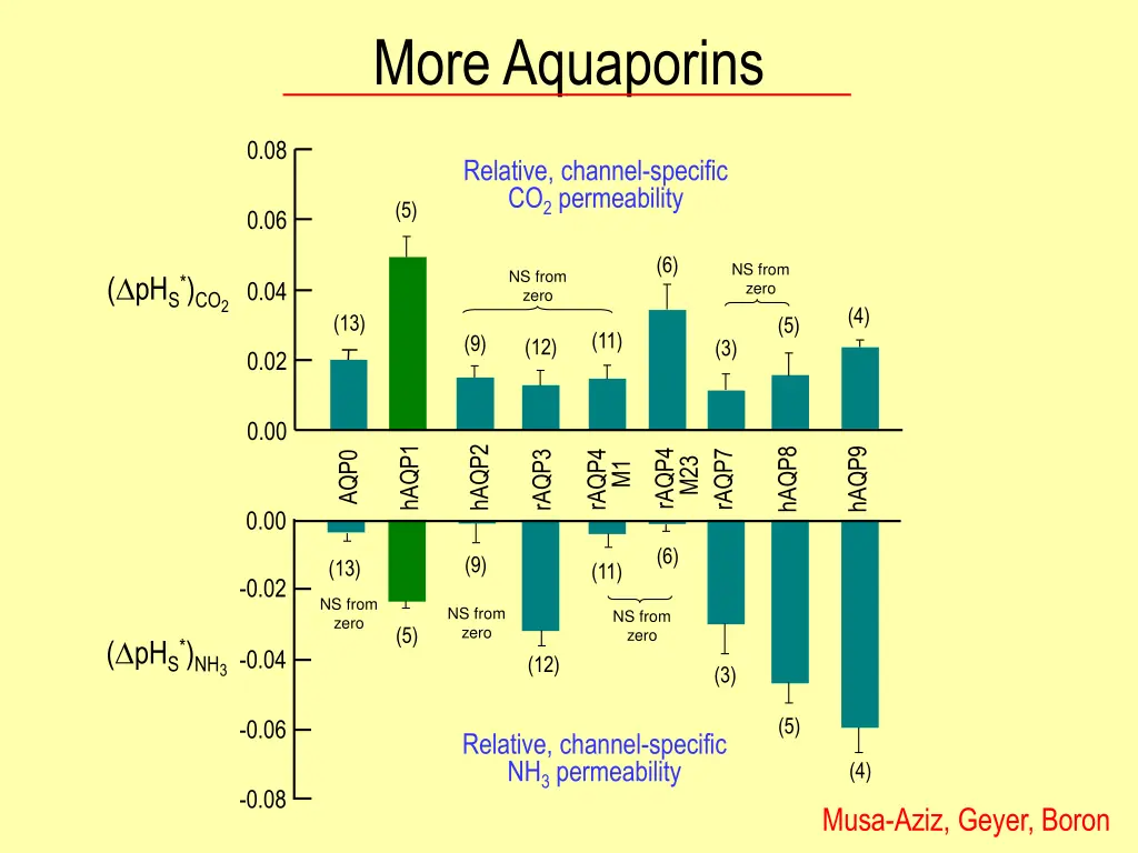 more aquaporins 1