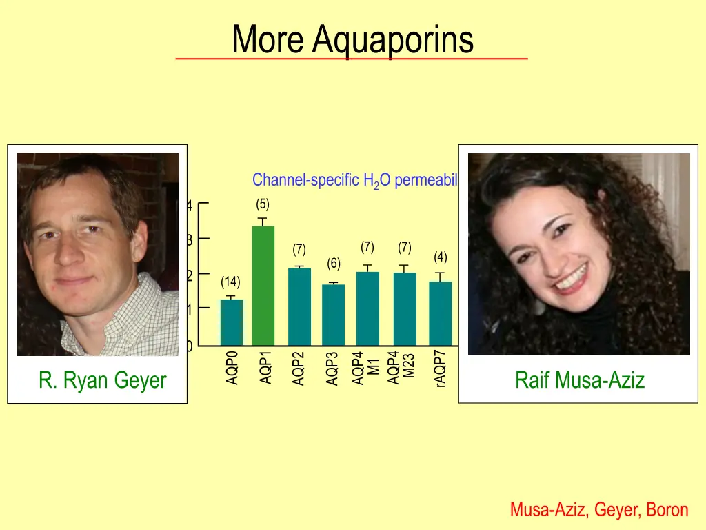 more aquaporins