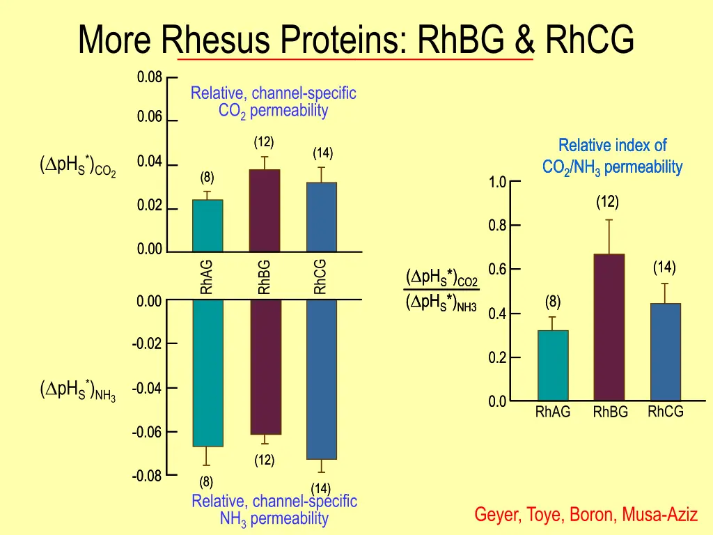 more rhesus proteins rhbg rhcg 0 08 0 08 relative