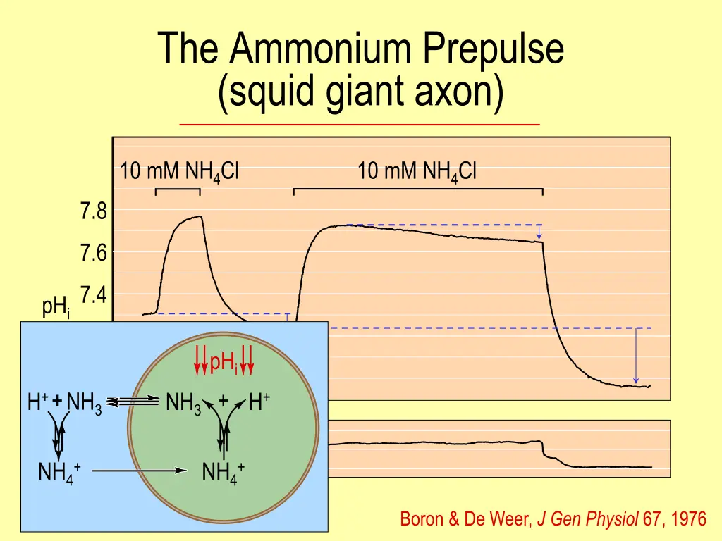 the ammonium prepulse squid giant axon 1