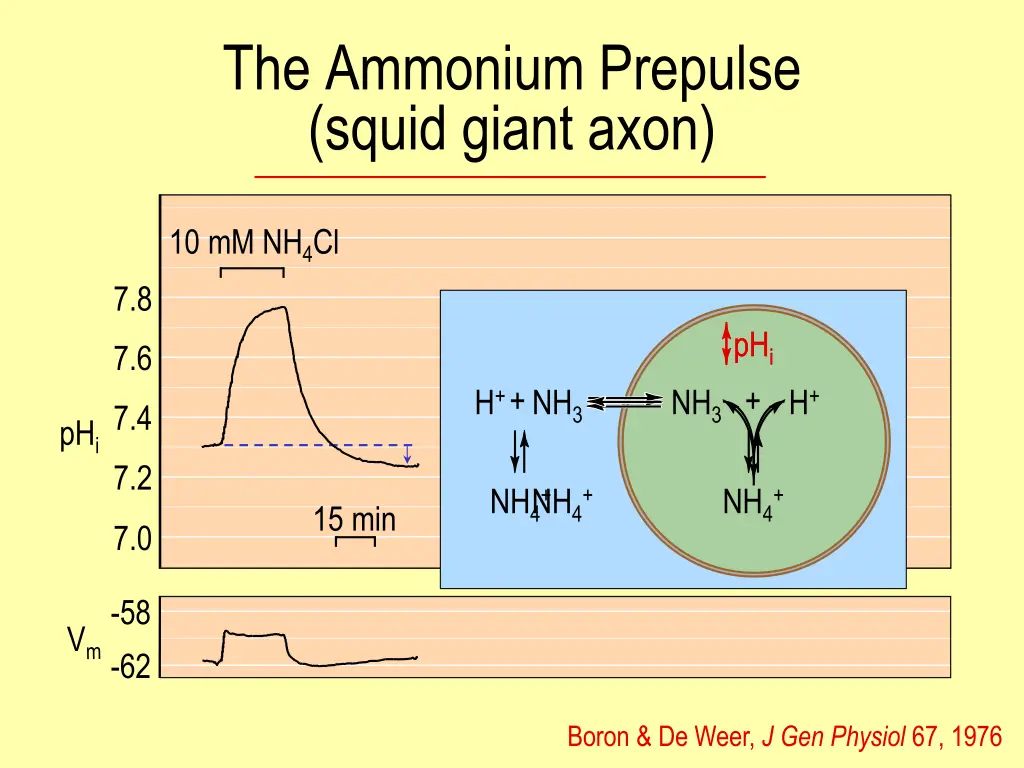 the ammonium prepulse squid giant axon