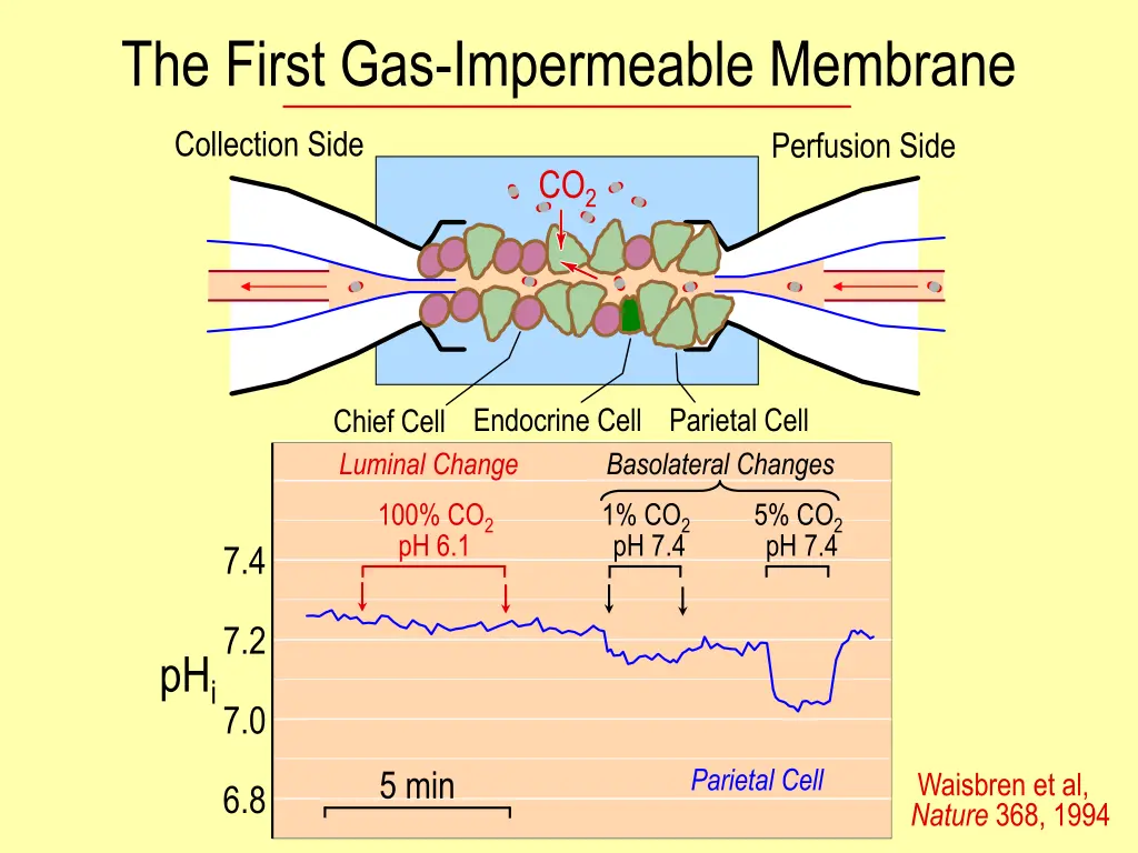 the first gas impermeable membrane