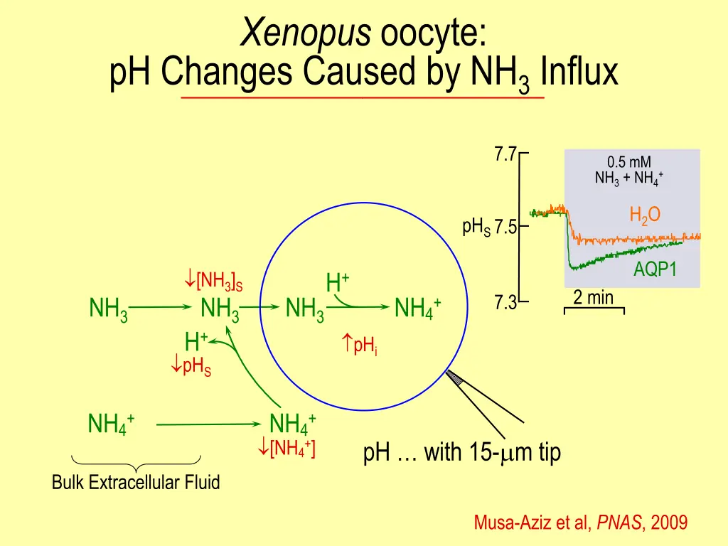 xenopus oocyte 1