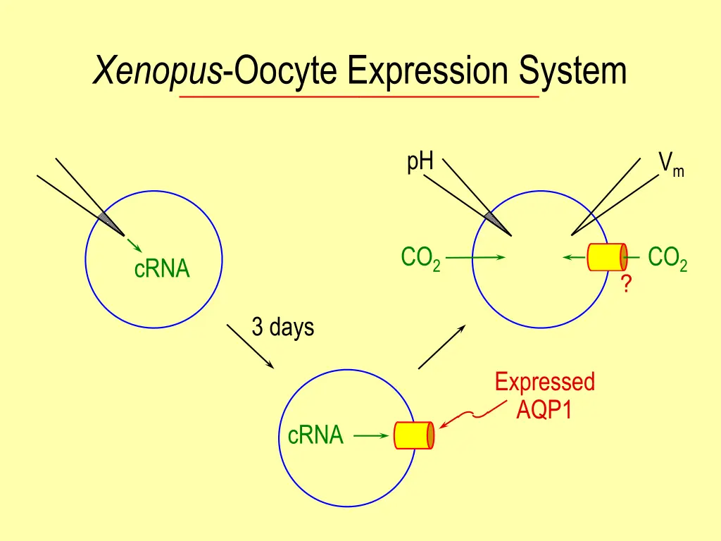 xenopus oocyte expression system